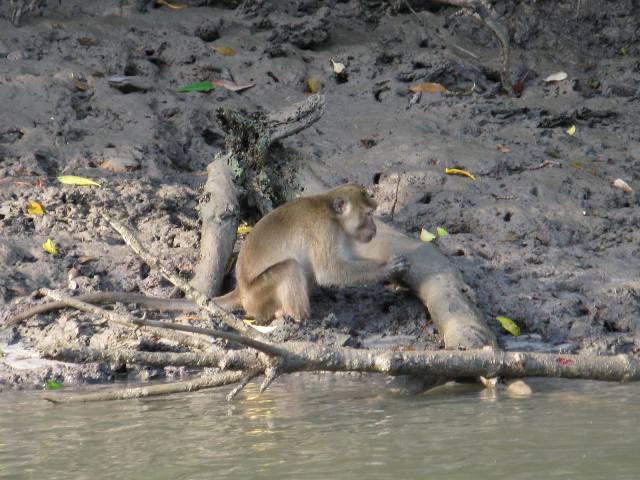 Thai monkey